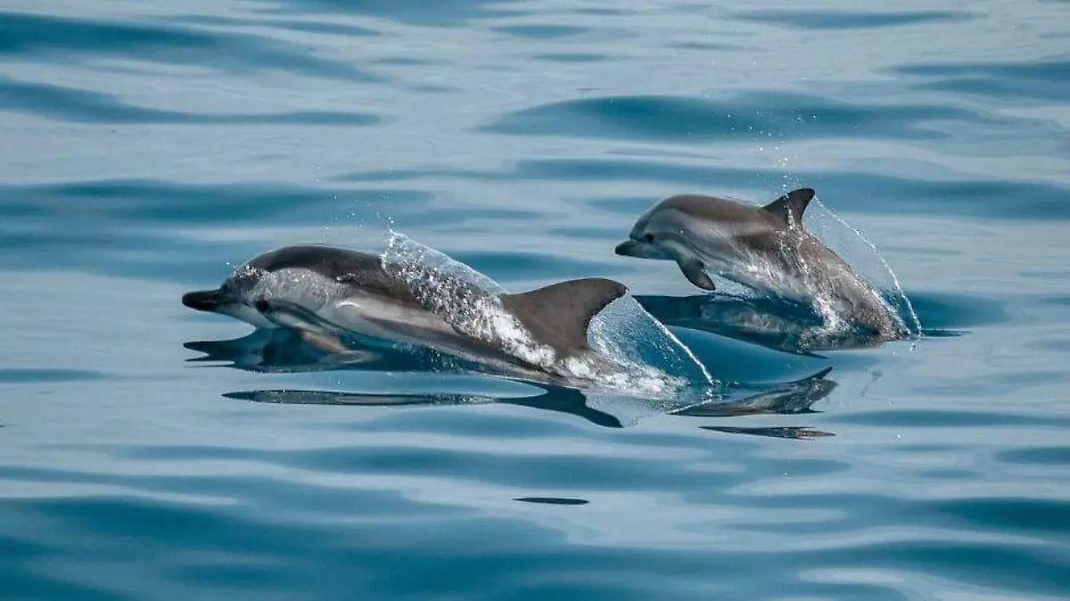 Delfin animal mar agua